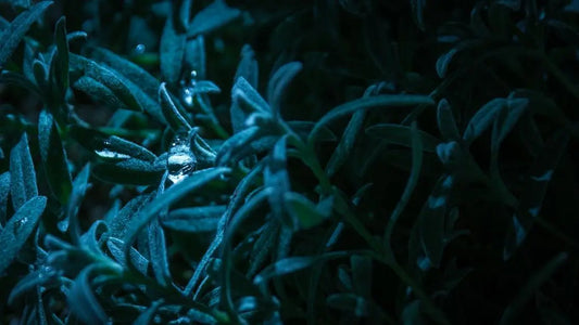 Dewy green leaves at night illustrating the sensation of dry mouth during nocturnal hours.